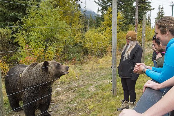 Banff Grizzly Bear Refuge Tour